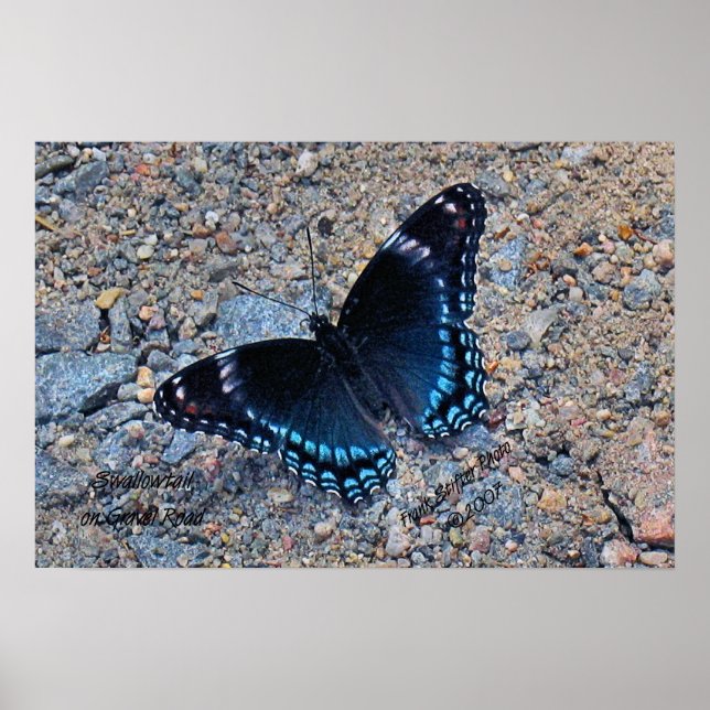 Poster Borboleta-de-cauda-ventosa na Gravel Road (Frente)