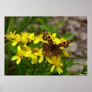 Póster Borboleta de Comma no Parque Nacional de Glacier