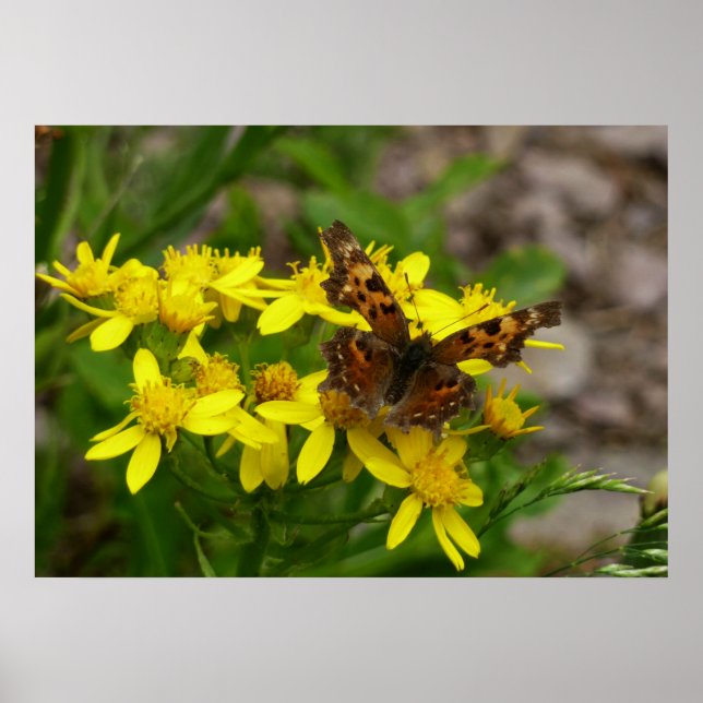 Póster Borboleta de Comma no Parque Nacional de Glacier (Frente)