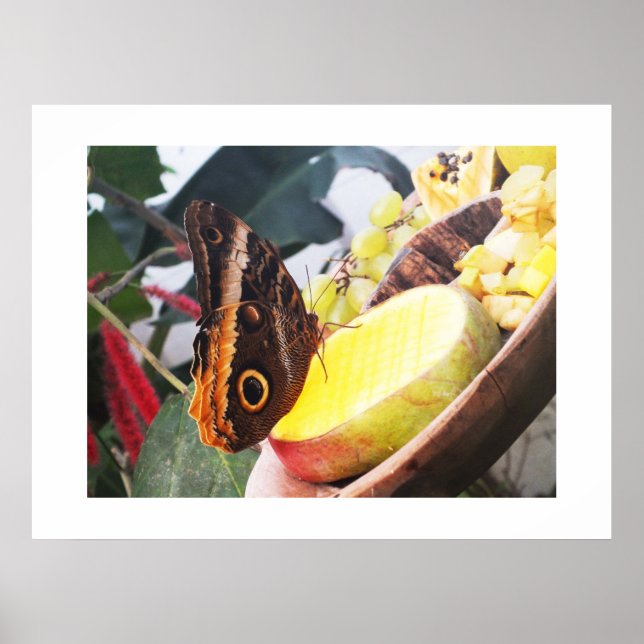 Póster Borboleta de coruja (Frente)