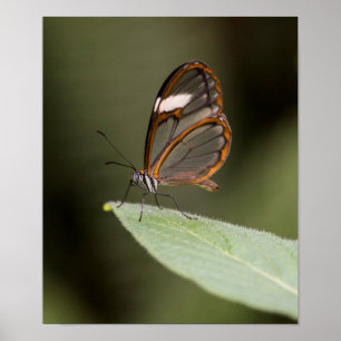 Póster Borboleta de Glasswinged em uma folha
