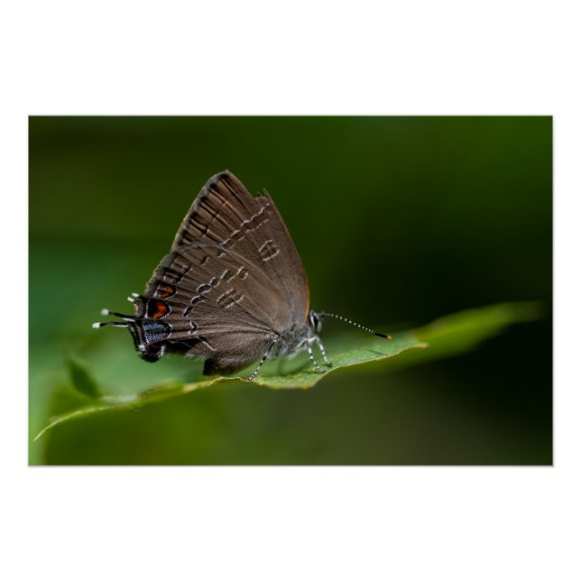 Póster Borboleta de Hairstreak Banida (Frente)