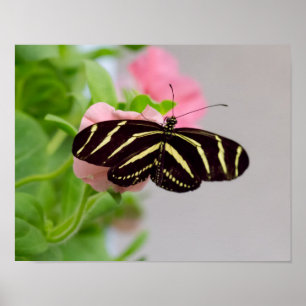 Poster Borboleta de Longwing da zebra