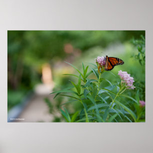 Poster Borboleta de monarca