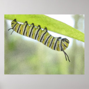 Póster Borboleta de monarca Caterpillar que explora um