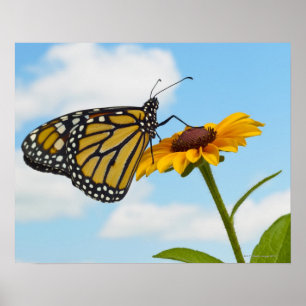 Póster Borboleta de monarca em uma Susan de olhos pretos