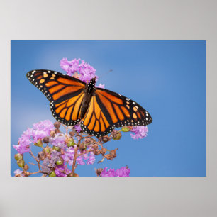 Póster Borboleta de monarca no Crape Myrtle