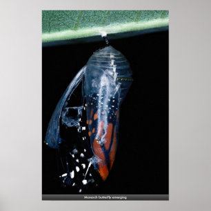 Poster Borboleta de monarca que emerge