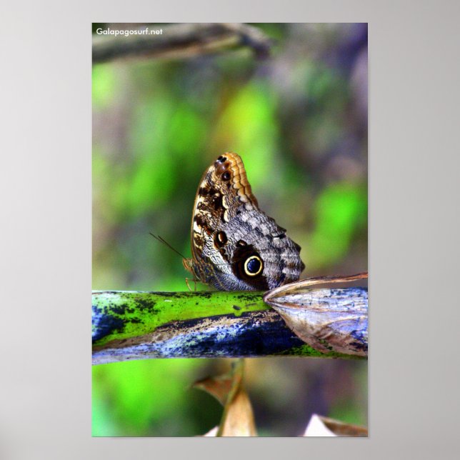 Póster Borboleta de Olho de Ave (Frente)