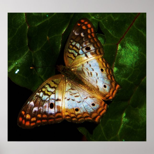 Poster borboleta de pavão (Frente)