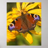Borboleta de pavão