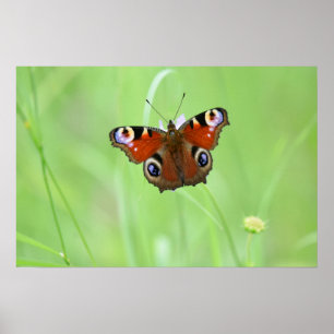 Poster Borboleta de Peacock