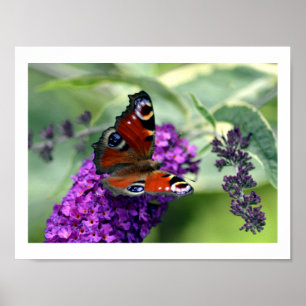 Poster Borboleta de Peacock (Inachis io)
