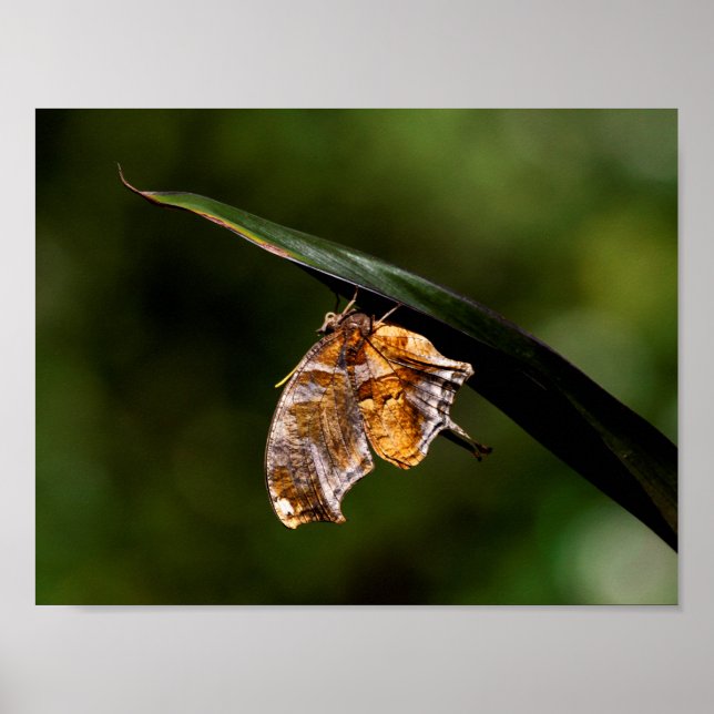 Poster Borboleta de ponto de interrogação (Frente)