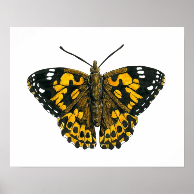 Póster Borboleta-de-senhora pintada (Frente)