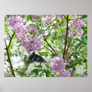 Poster Borboleta de Swallowtail e Lilac Bush