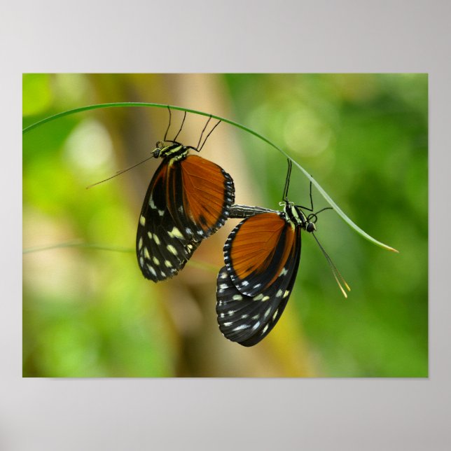 Poster Borboleta de Tiger Longwing (Frente)