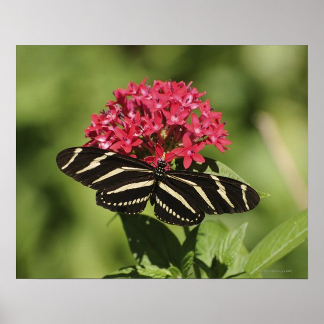 Póster Borboleta-de-vidro-zebra, Heliconius (Frente)