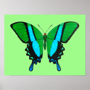 Poster Borboleta-delta em verde, turquesa e preto