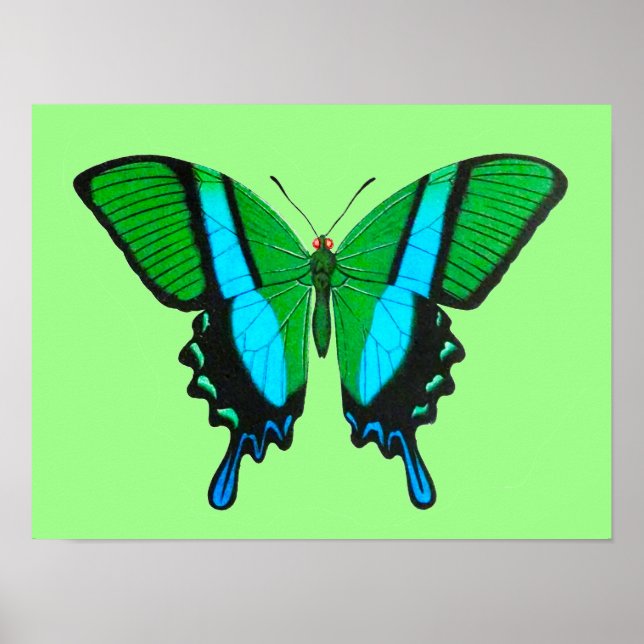 Poster Borboleta-delta em verde, turquesa e preto (Frente)