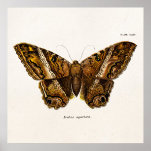 Póster Borboleta distorcido do modelo da traça de Brown