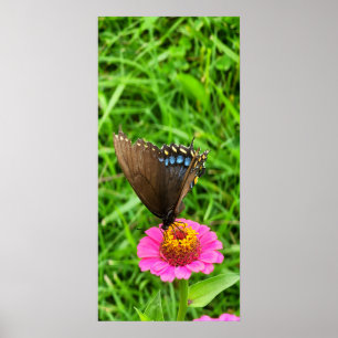 Poster Borboleta-do-breu-preto sobre uma flor rosa