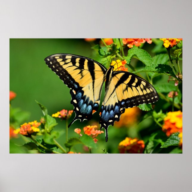 Poster Borboleta do Swallowtail de Tigre (Frente)