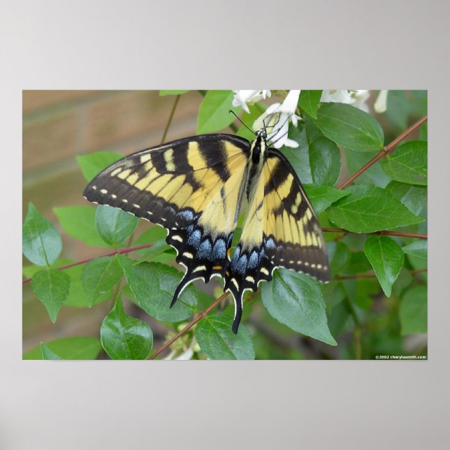 Poster Borboleta do Swallowtail do Tigre Oriental (Frente)