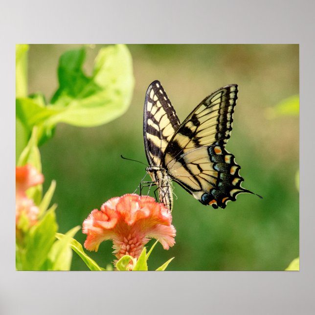 Póster Borboleta do Swallowtail do Tigre Oriental (Frente)