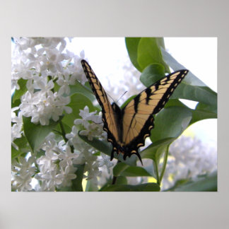 Póster Borboleta do Swallowtail do Tigre Oriental em Lila