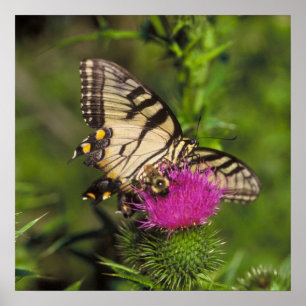 Póster Borboleta e abelha de Swallowtail em uma flor