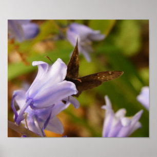 Póster Borboleta e Bluebells