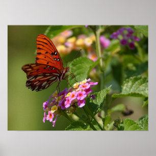 Póster Borboleta e Lantana