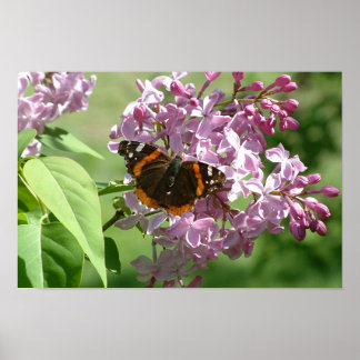 Poster Borboleta e Lilases