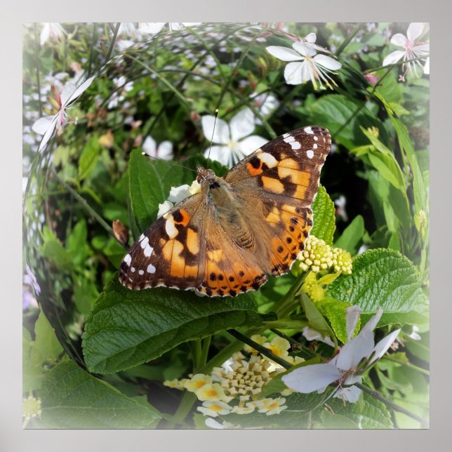 Póster borboleta em círculo (Frente)