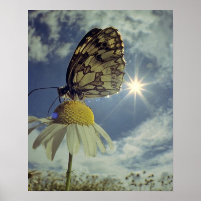 Poster Borboleta em flor camomila com sol, (Frente)