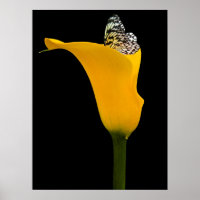 borboleta em lírio amarelo sobre preto
