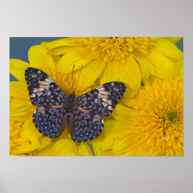 Póster Borboleta em uma Flor Amarela (Frente)