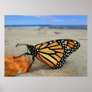Póster Borboleta encalhada por TDGallery