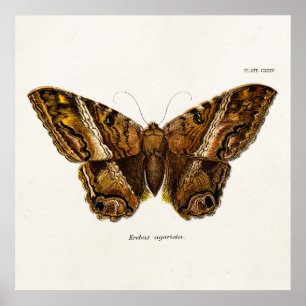 Póster Borboleta Felpudo marrom dos anos 1800