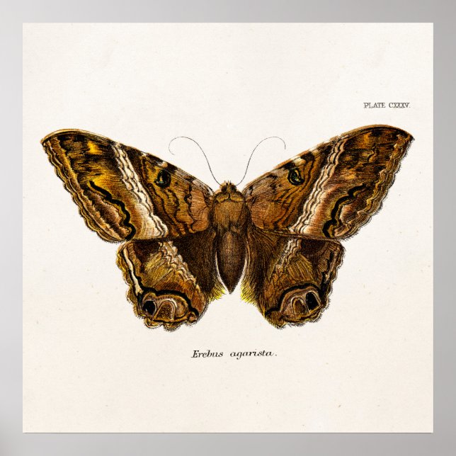 Póster Borboleta Felpudo marrom dos anos 1800 (Frente)