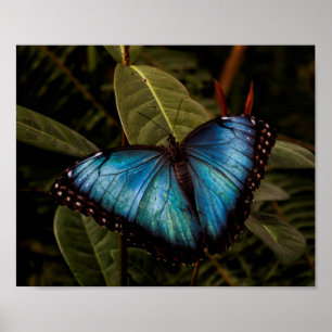 Póster Borboleta grande, linda, azul