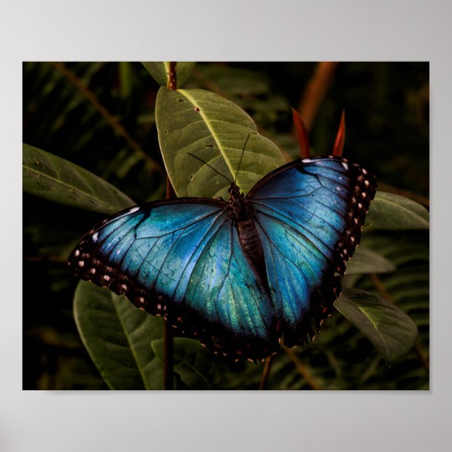 Póster Borboleta grande, linda, azul (Frente)