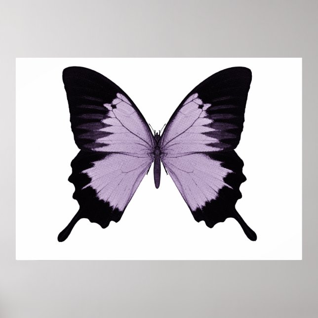 Póster Borboleta Grande Roxo e Preta (Frente)