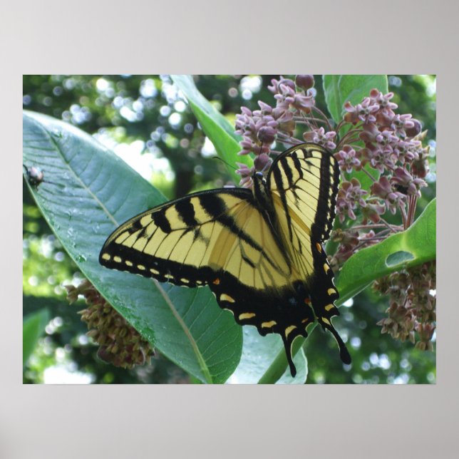 Poster Borboleta I de Swallowtail em Milkweed em Shenando (Frente)