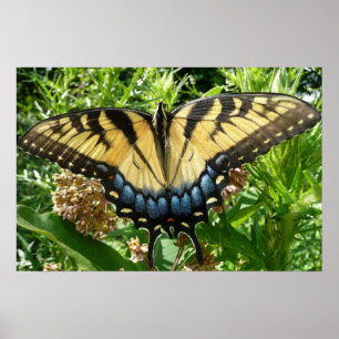 Póster Borboleta II de Swallowtail em Shenandoah