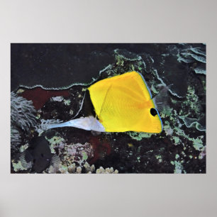 Poster Borboleta Longa