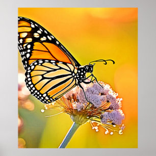 Poster Borboleta Majestosa Fechar Design