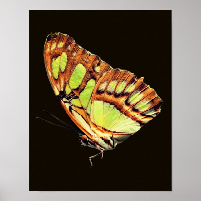 Poster Borboleta Malaquita Verde Posicionando Fechar (Frente)