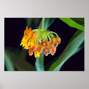 Poster Borboleta Milkweed Buds and Blooms